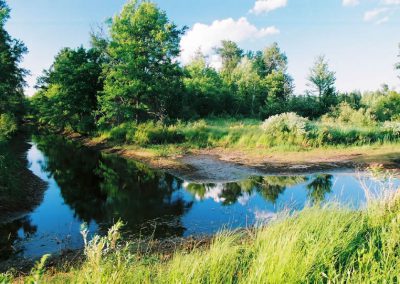 swamp land