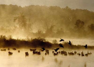 Foggy Morning geese on the water