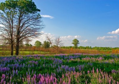 colorful field of flowers and trees with blue skies