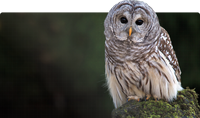 A brown and white striped plumage owl wit a round head and no ear tufts