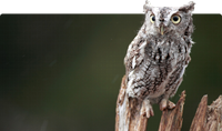Small owl with gray brown or red plumage, yellow eyes and ear tufts.