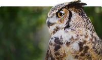 Great horned owl with brown and gray plumage and yellow eyes
