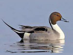 Male Northern pintail duck swimming at the Necedah National Wildlife Refuge, Necedah, Wisconsin