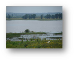 Necedah Wildlife Refuge Wetlands providing habitat and protection for migratory birds and endangered species.