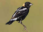 Black body, white back and yellow patch on the head, the Bobolink is a songbird.