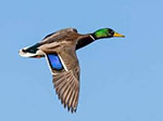 Mallard duck soaring through the sky at the Necedah National Wildlife Refuge, Necedah Wisconsin