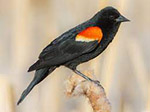 The redwing songbird is a Black bird with a red shoulder patch and a yellow wing bar. Seen and heard at the Necedah National Wildlife Refuge in spring and summer.