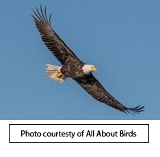 The Bald Eagle is a Rapture on the Necedah National Wildlife Refuge, Necedah WI
