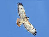 Red-tailed hawk flying over the blue sky at the Necedah National Wildlife Refuge, Necedah WI