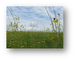 Prairie of wildflowers at the Necedah National  Wildlife Refuge, Necedah, WI