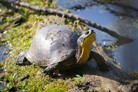 Blanding's turtle in the Necedah National Wildlife Refuge, Necedah WI