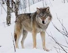 The wolf in the Necedah National Wildlife Refuge, Necedah, WI