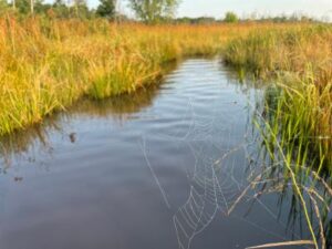 Yellow River Restoration Project